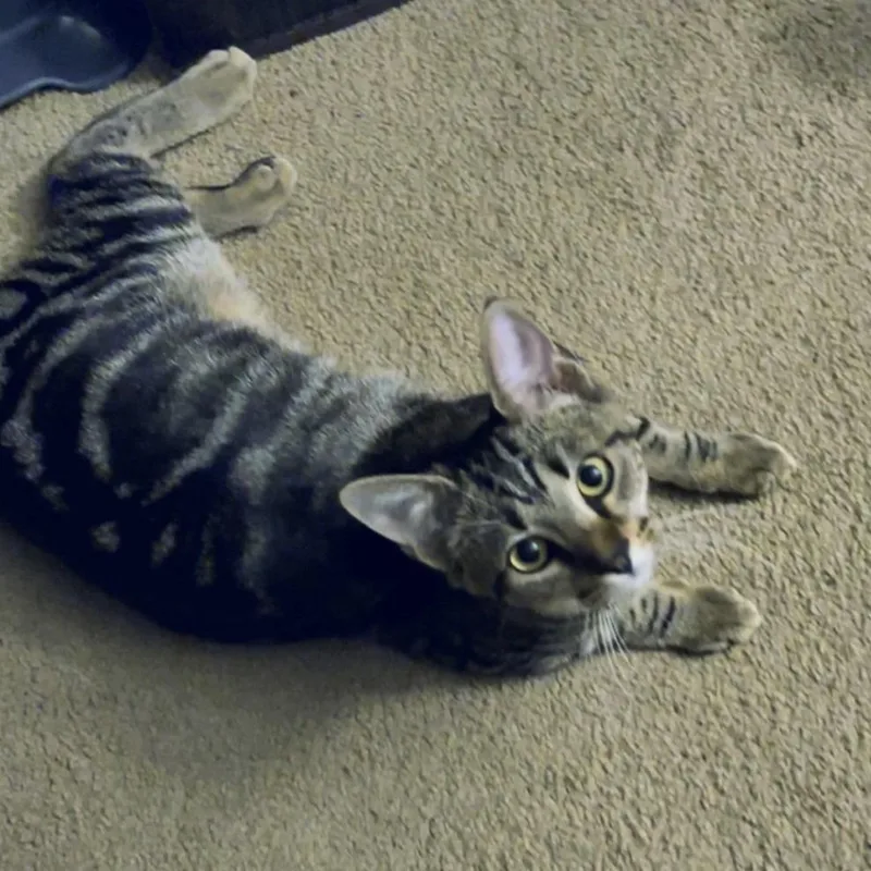 A young medium-sized female Brown / Chocolate Domestic Short Hair cat named Rosey for adoption in Brownsboro, AL