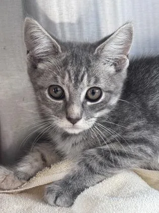 A baby small-sized female Domestic Short Hair cat named Buttermilk Biscuit for adoption in West Chester, PA