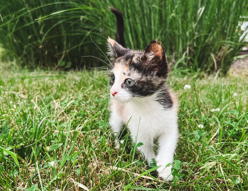 A baby small-sized female Calico Domestic Short Hair cat named Rosemary for adoption in Howell, MI