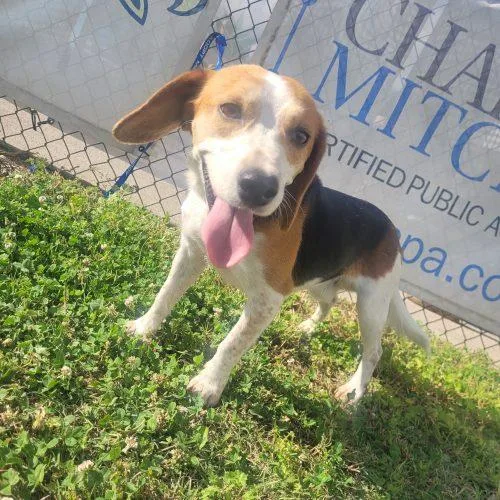 A baby small-sized male Tricolor (Brown, Black, & White) Beagle dog named Cooper  D for adoption in Frankfort, KY