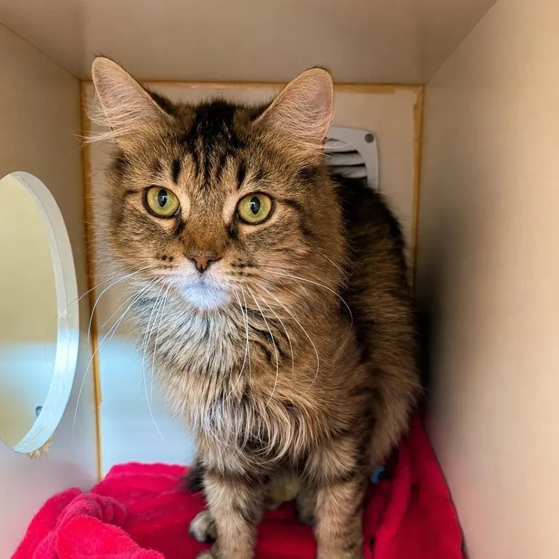 A senior medium-sized female Brown / Chocolate Domestic Long Hair cat named Heidi for adoption in South Elgin, IL