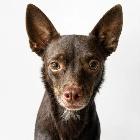 An adult small-sized female Brown / Chocolate Mixed Breed dog named Seahorse for adoption in Fredericksburg, VA