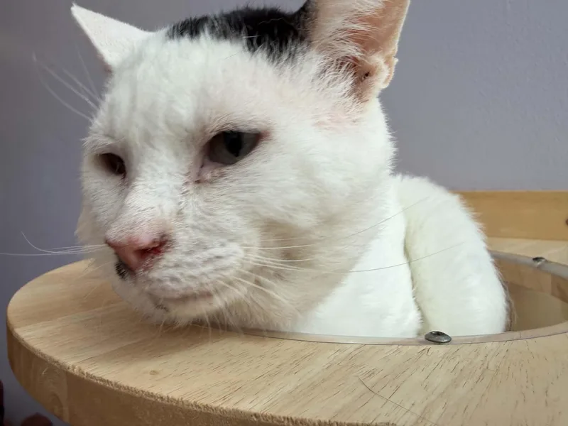 An adult large-sized male Domestic Short Hair cat named Otto for adoption in West Lafayette, IN