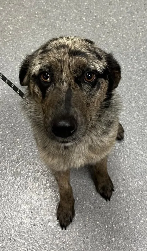 A young large-sized female Australian Shepherd dog named Khaleesi for adoption in Greenfield, IN