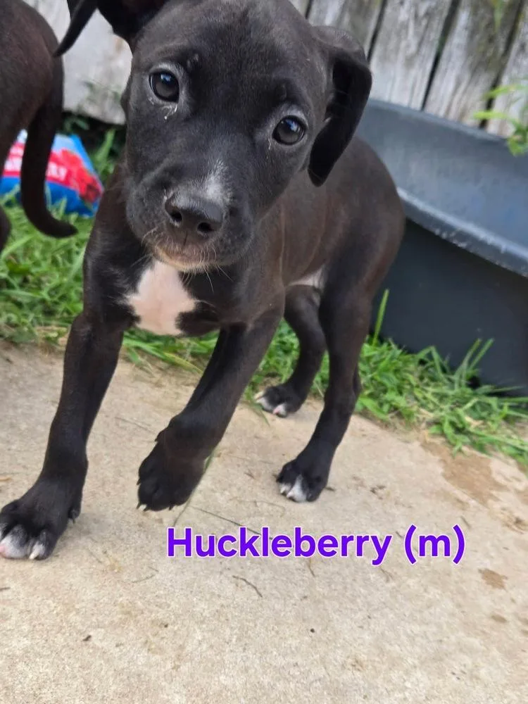 Huckleberry