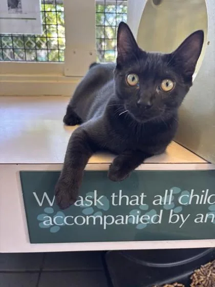A baby small-sized female Domestic Short Hair cat named Maggie for adoption in Honolulu, HI
