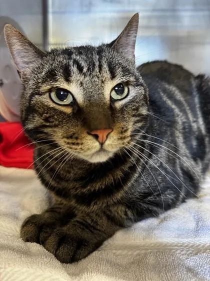 A young small-sized male Domestic Short Hair cat named Jack for adoption in Roseville, CA
