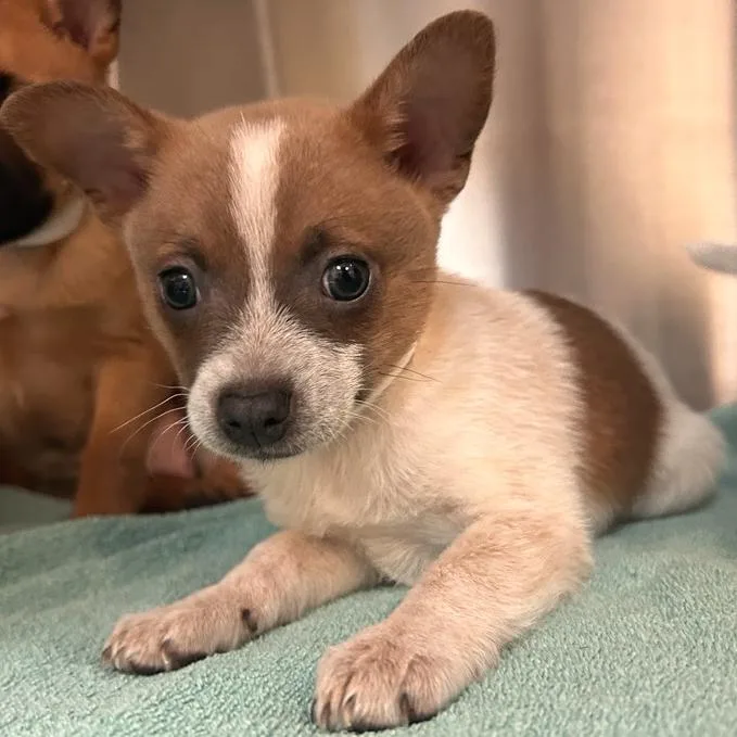 A baby small-sized male White / Cream Chihuahua dog named Ryobi for adoption in Woodinville, WA