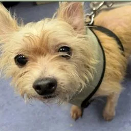 An adult small-sized male Yellow / Tan / Blond / Fawn Chihuahua dog named Chewey for adoption in Ramona, CA