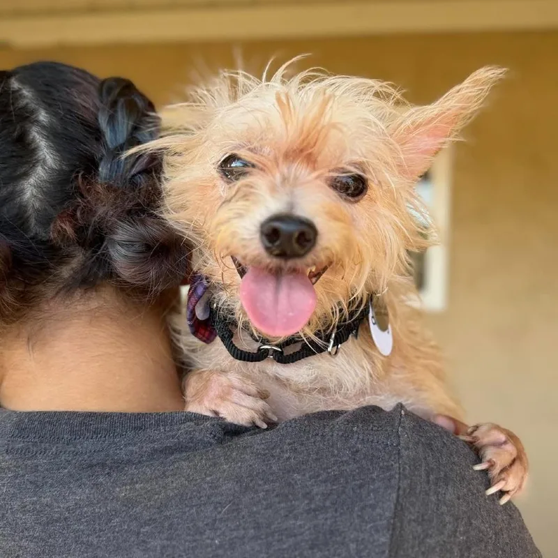 Chewey thumbnail 2