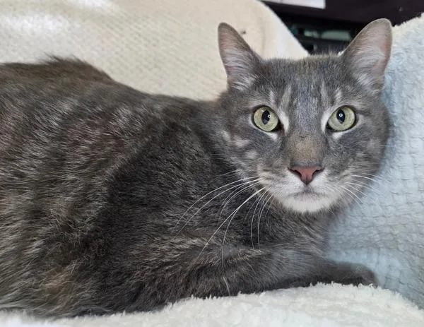 An adult extra large-sized male Domestic Short Hair cat named Mr. Gray for adoption in Millersville, MD