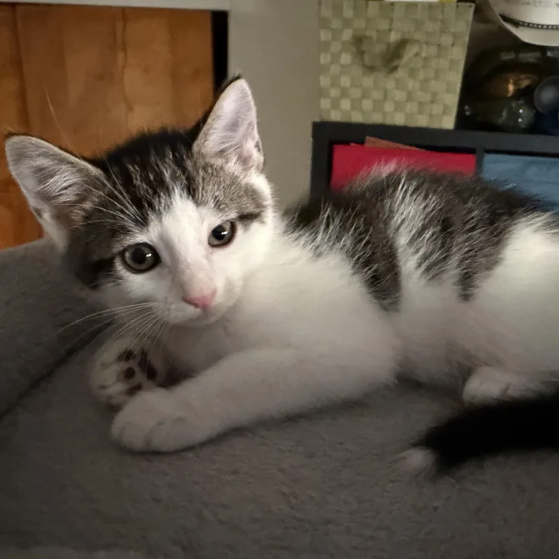 A baby small-sized male White Domestic Short Hair cat named Mr Smee for adoption in East Greenwich, RI