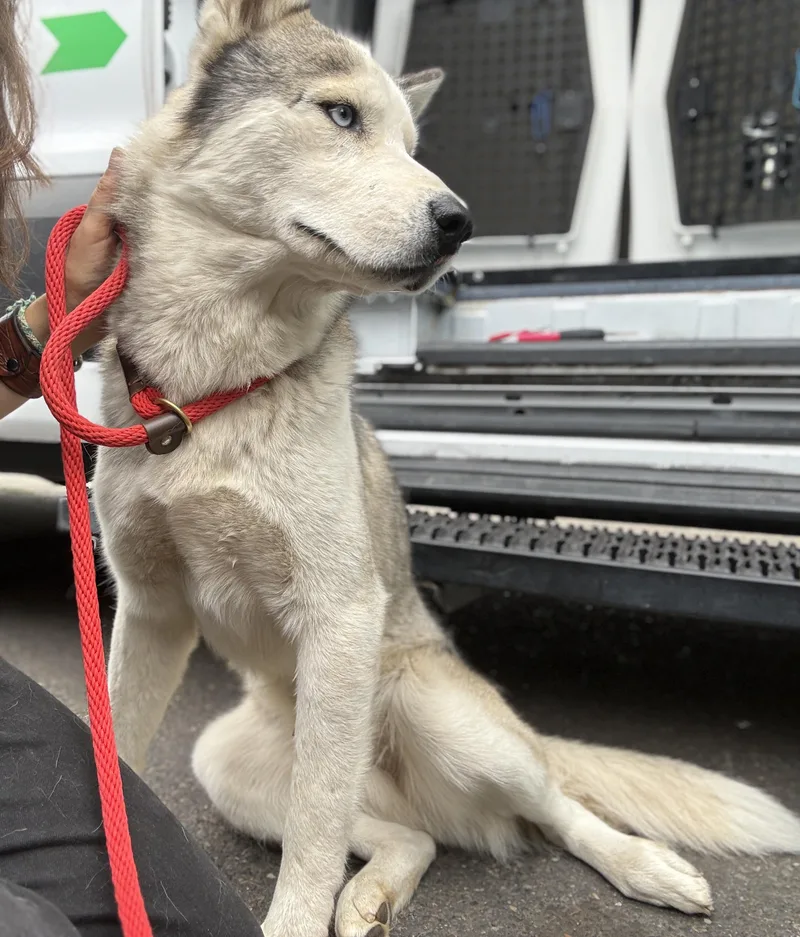 An adult medium-sized male Alaskan Malamute dog named Apollo  Located in for adoption in Sherman Oaks, CA