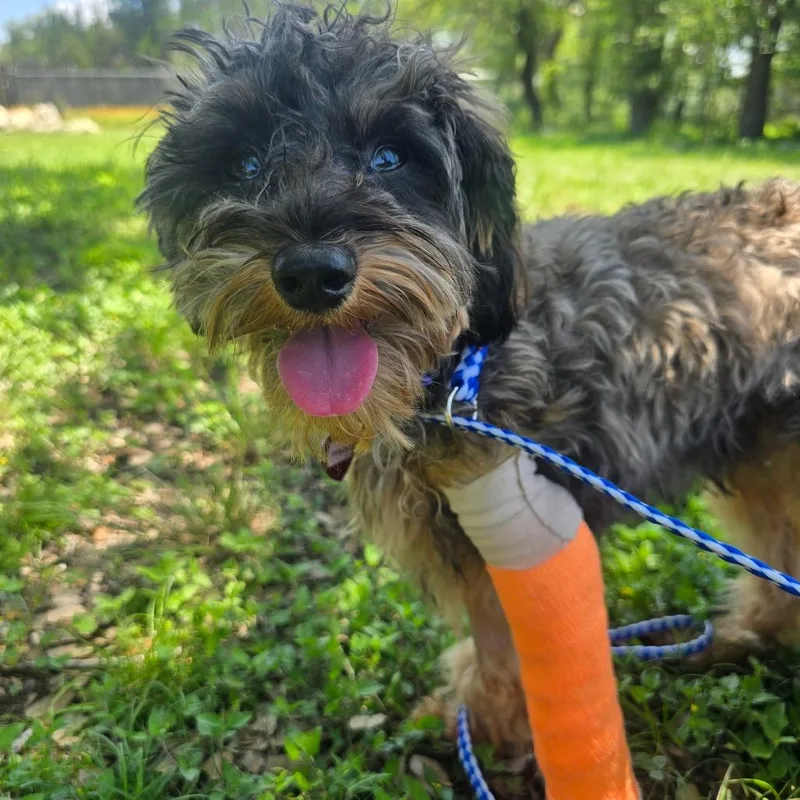 Ringo