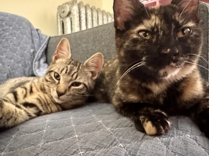 A baby small-sized female Tortoiseshell Domestic Short Hair cat named Mabel & Leo for adoption in New Britain, CT