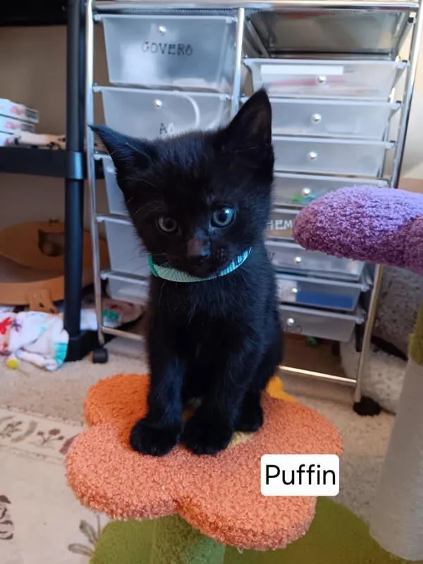 A baby small-sized male Domestic Short Hair cat named Puffin for adoption in McMinnville, OR