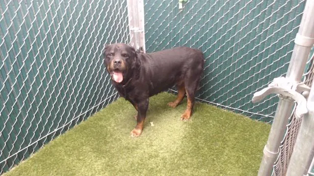 A senior medium-sized male Rottweiler dog named Bear for adoption in Downey, CA