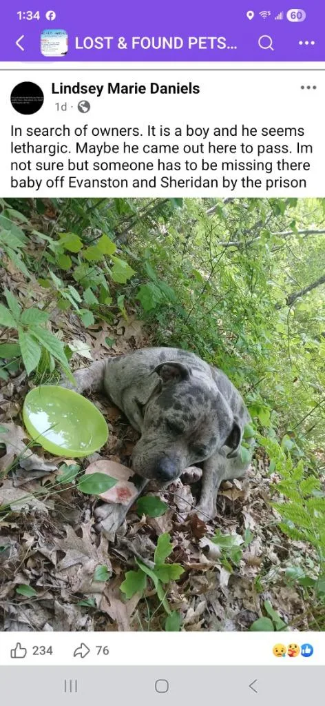 An adult medium-sized male Mastiff dog named Stetson for adoption in Muskegon, MI