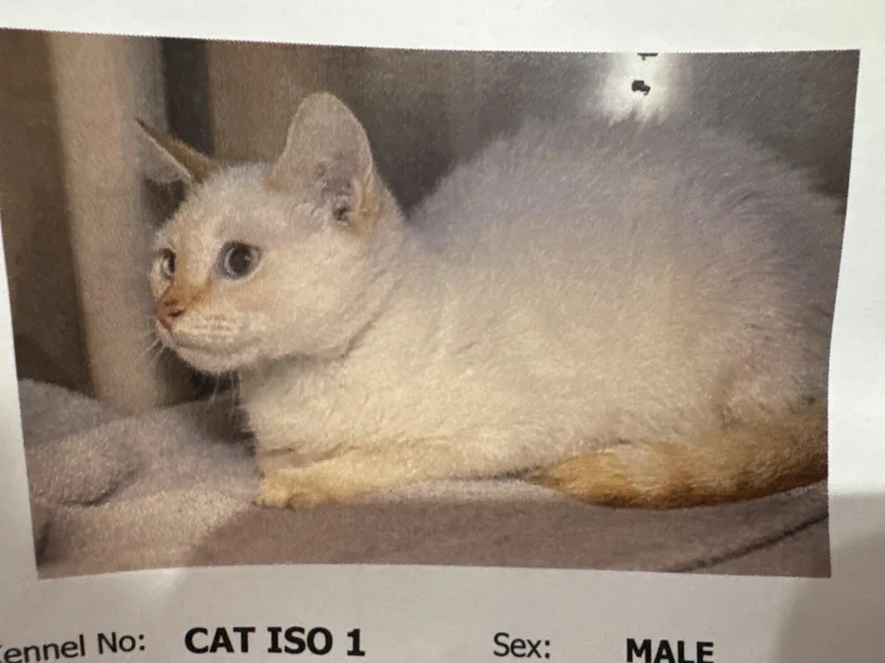A young medium-sized male Siamese cat named Ed Sheeran for adoption in Gainesville, VA