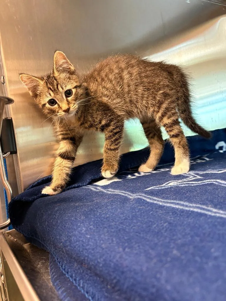 A baby small-sized male Domestic Short Hair cat named Woody for adoption in Seguin, TX