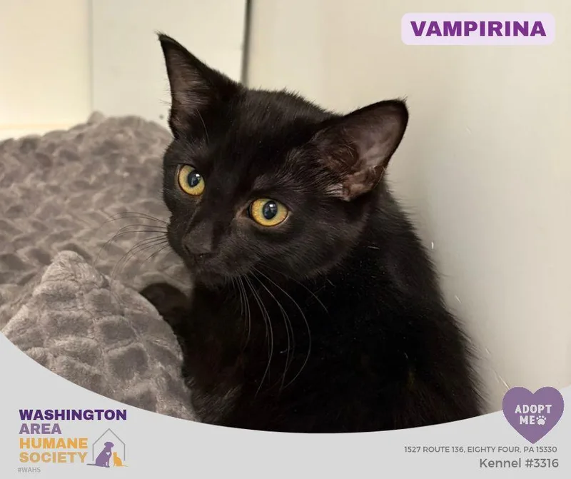 A baby small-sized female Black Domestic Short Hair cat named Vampirina for adoption in Eighty Four, PA
