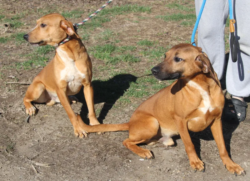 Cody & Zack thumbnail 5