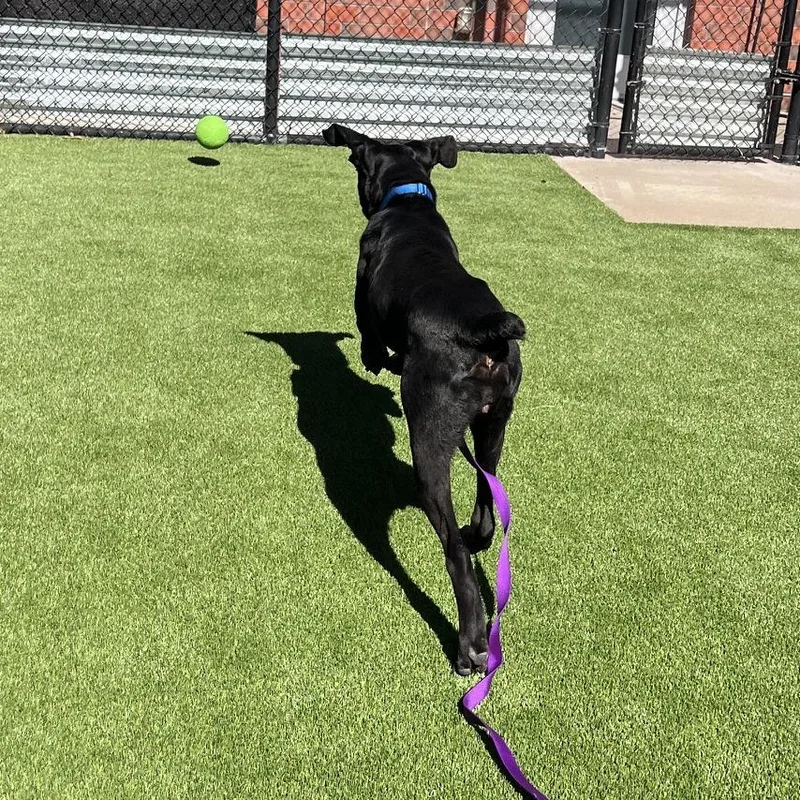 Nala thumbnail 5