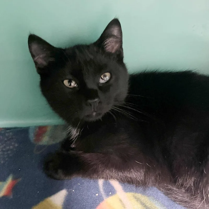 A baby small-sized male Black Domestic Short Hair cat named Steven for adoption in Owosso, MI