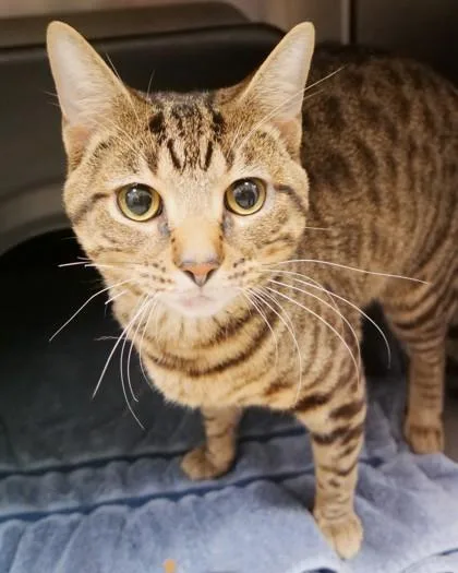 An adult medium-sized male Domestic Short Hair cat named Ross for adoption in Fishers, IN