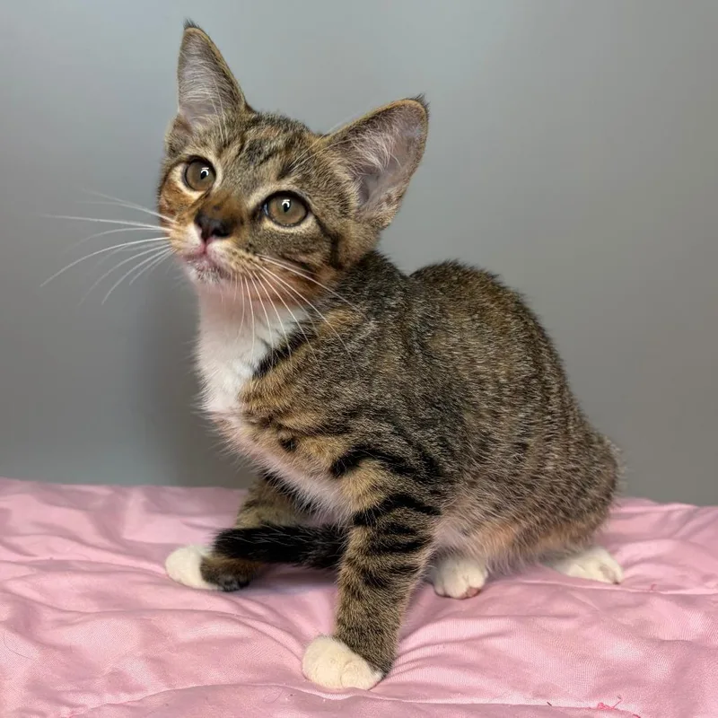 A baby small-sized female Torbie Domestic Short Hair cat named Lagoon for adoption in San Antonio, TX