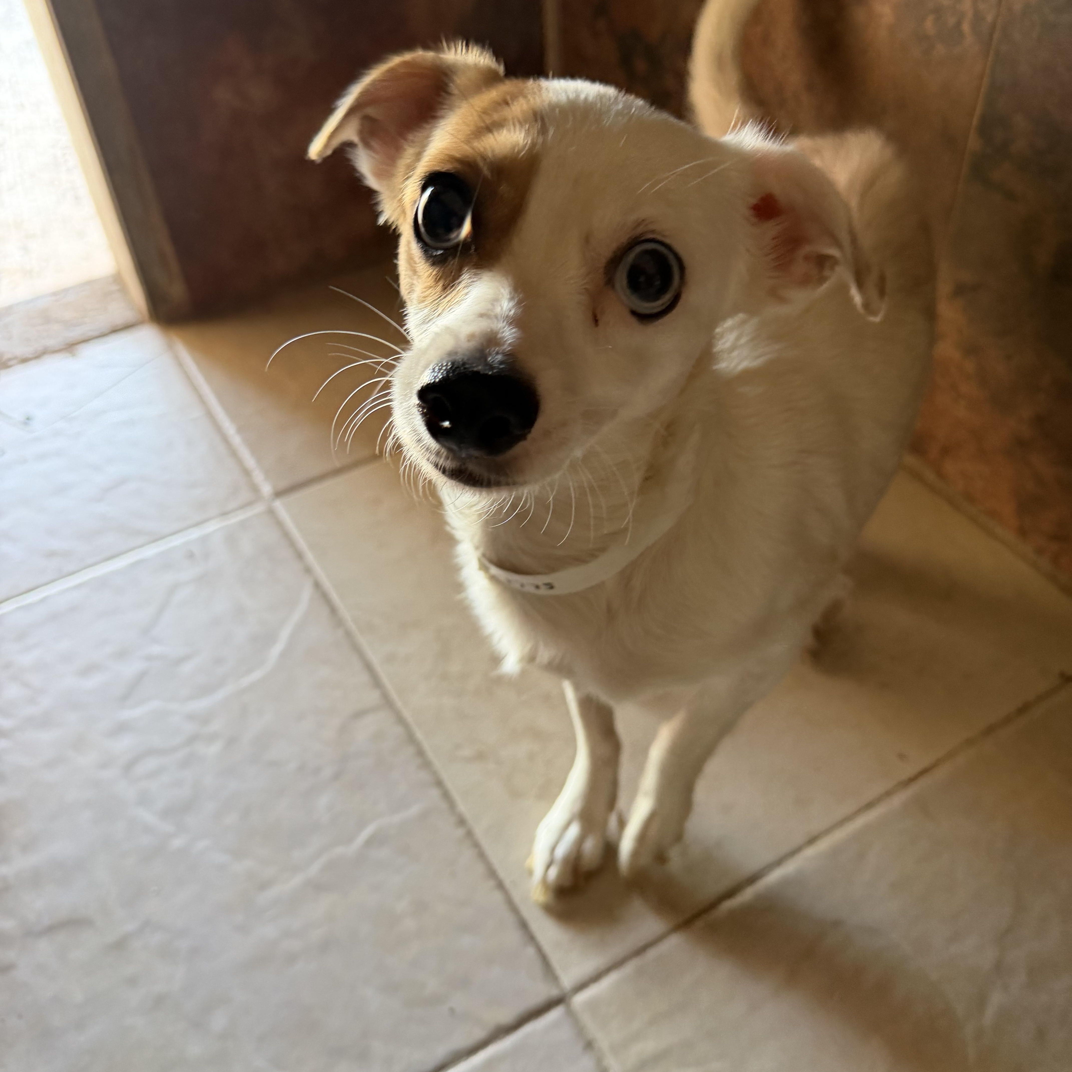 Dakota