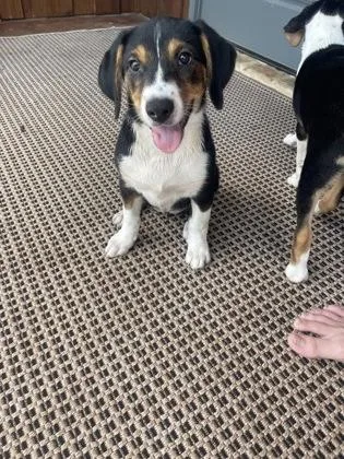 A baby medium-sized female Beagle dog named Sundae for adoption in Fort Worth, TX