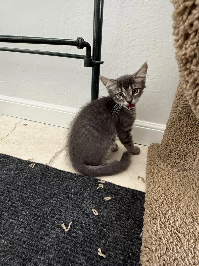 A baby small-sized female Domestic Medium Hair cat named Qupid Ferguson Bonded To for adoption in Chandler, AZ