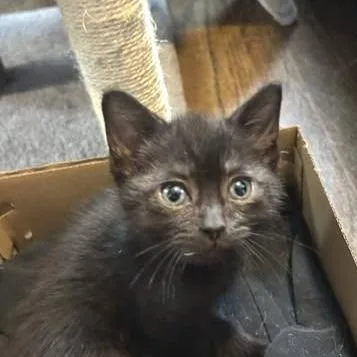 A baby small-sized female Black Domestic Short Hair cat named Elpis for adoption in Washington Township, OH