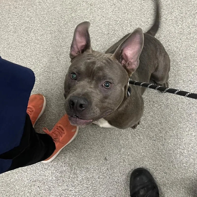 A young medium-sized male Gray / Blue / Silver Pit Bull Terrier dog named Blaze for adoption in Matteson, IL