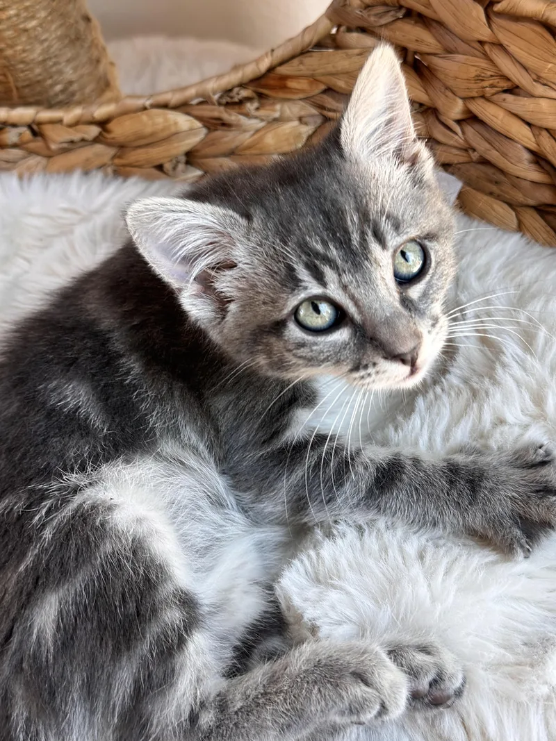 A baby medium-sized female Tabby (Gray / Blue / Silver) Domestic Short Hair cat named Bluebell for adoption in Irvine, CA