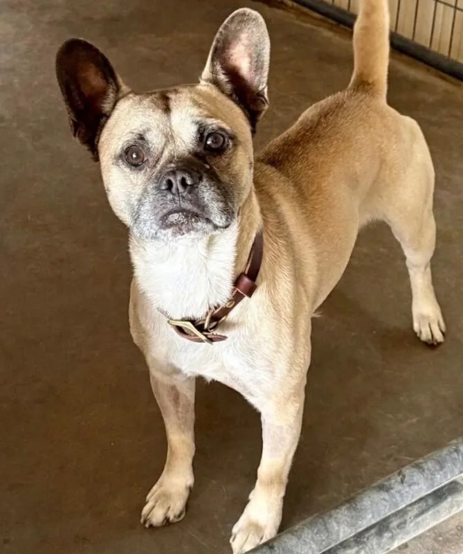 An adult medium-sized female French Bulldog dog named Chico for adoption in Windsor, CO