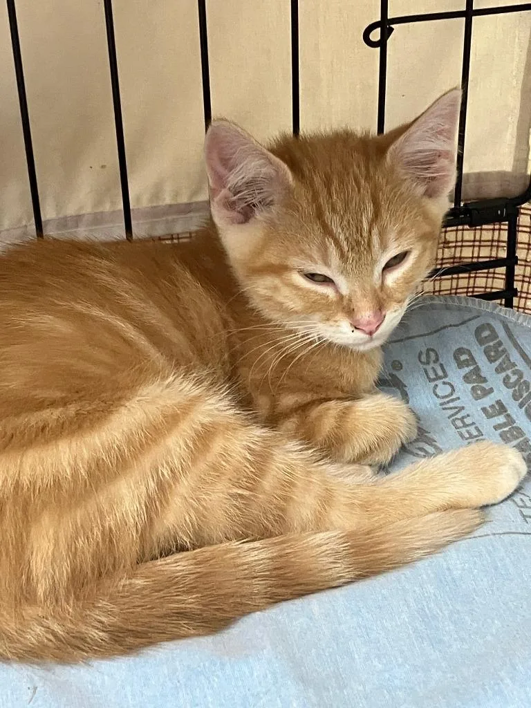 A baby small-sized male Domestic Short Hair cat named Ponzu for adoption in Lunenburg, MA