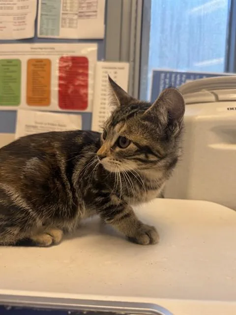 A baby small-sized female Domestic Short Hair cat named Gaia for adoption in San Jose, CA