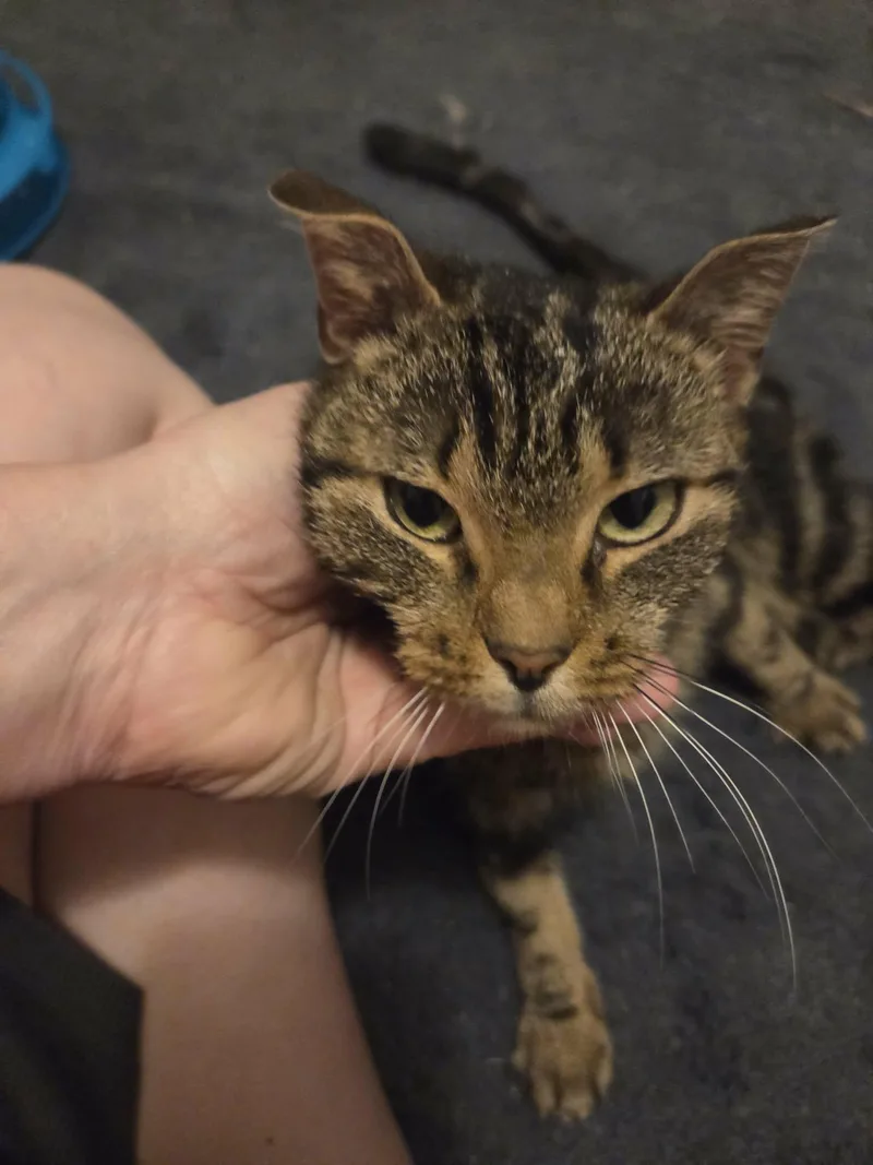 Vivienne thumbnail 3