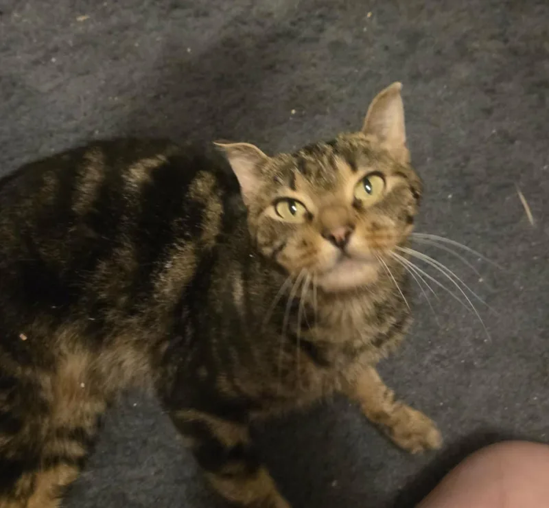 Vivienne thumbnail 4