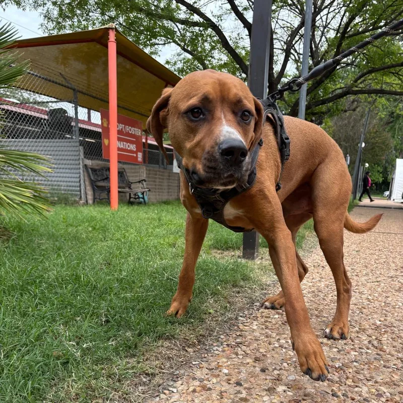An adult large-sized male Brown / Chocolate Pit Bull Terrier dog named Rusty for adoption in Austin, TX