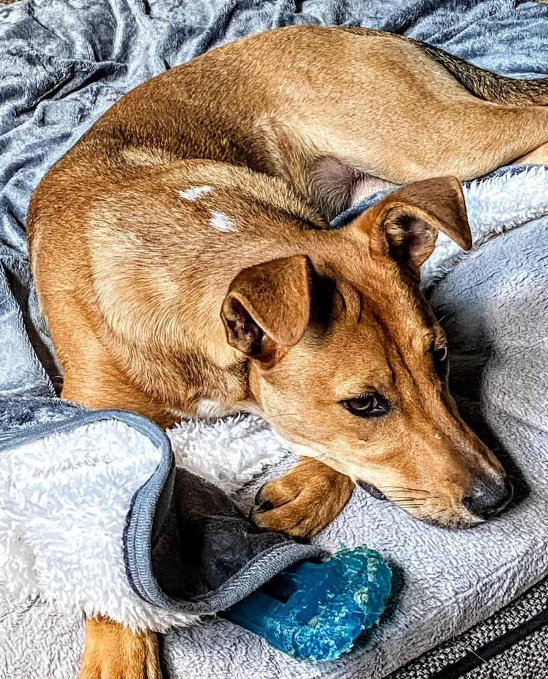 D Litter Susie thumbnail 2