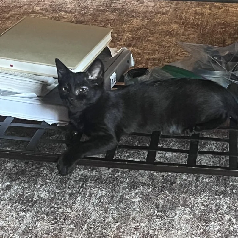 A baby small-sized male Black Domestic Short Hair cat named A&C: Coal for adoption in Falls Church, VA