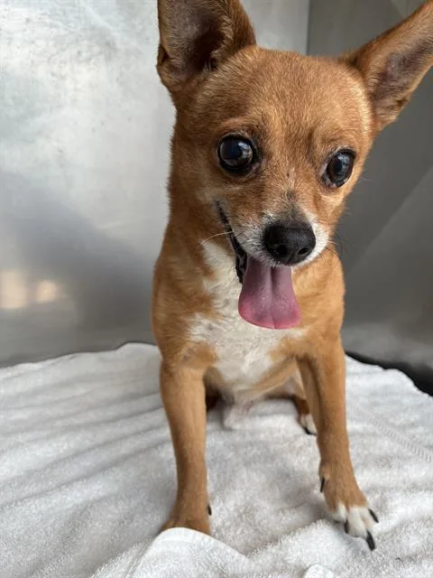 A senior small-sized male Chihuahua dog named Gilbert for adoption in Fort Myers, FL