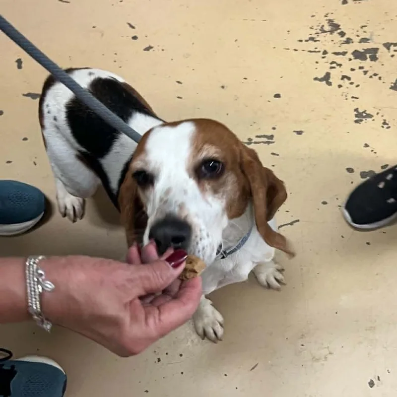 An adult medium-sized female Brown / Chocolate Beagle dog named Beatrix Potter  Chino for adoption in Chino Hills, CA