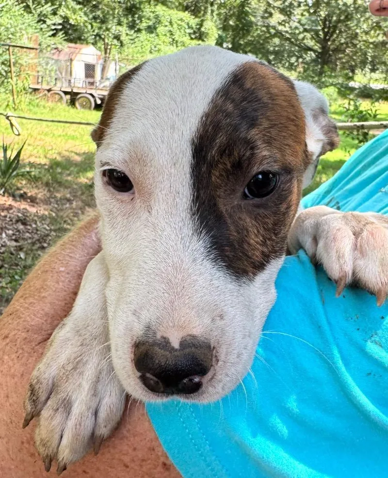 A baby large-sized male Pit Bull Terrier dog named Smudge for adoption in Little Rock, AR