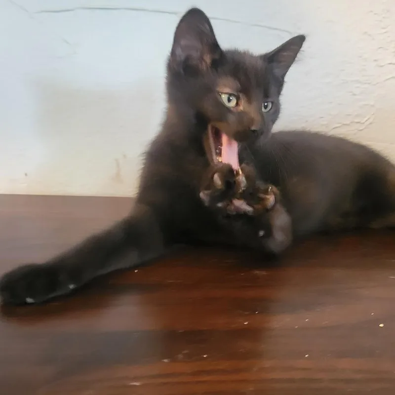 Loki