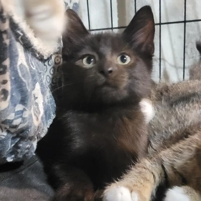 Loki thumbnail 2