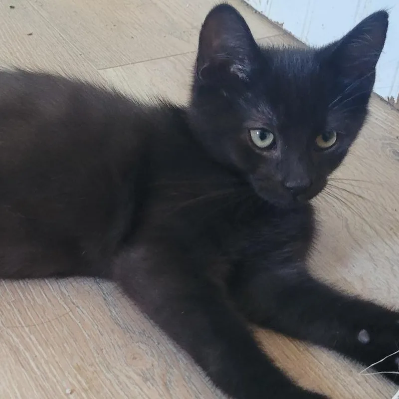 Loki thumbnail 3